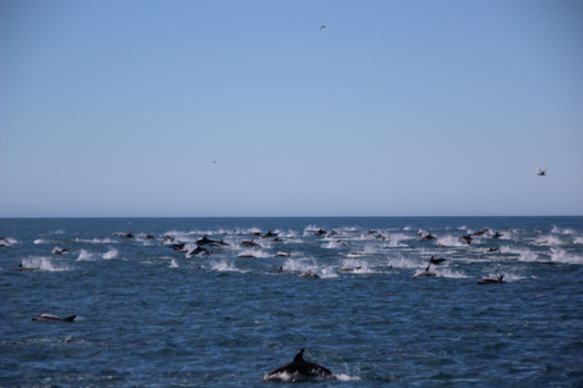 Zuidereiland - Geluksmoment tijdens het dolfijnen spotten