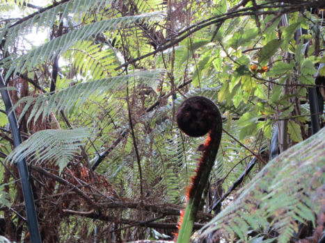 Museum of New Zealand - Prachtige Varens