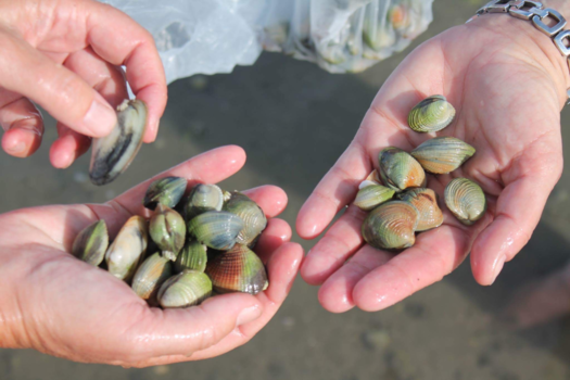 Coromandel Peninsula - Searching food in New Zealand