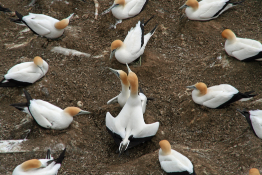 Wizard of New Zealand