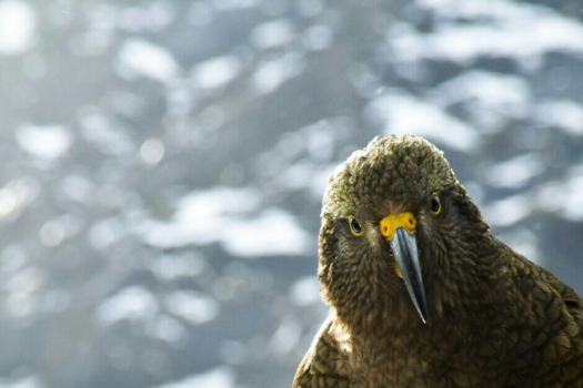 Milford Sound Highway - Hello!