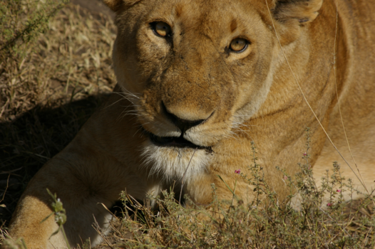 Rondreis Nieuw-Zeeland in zes weken - kijk ik zo goed in de camera.