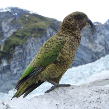 Franz Josef Glacier - Gezelschap op de gletsjer (Kea)