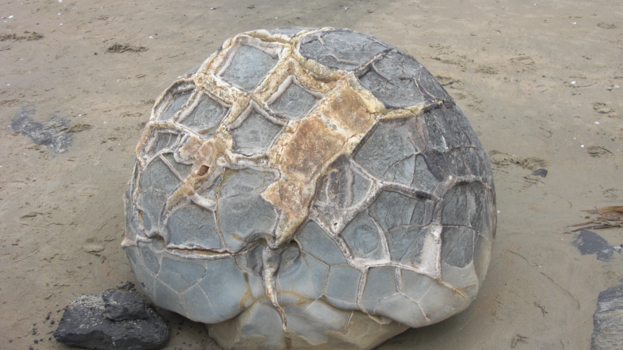 Zuidereiland - er was eens......een schildpad