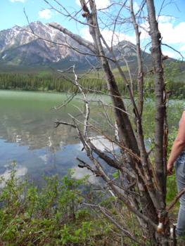 Rondreis Nieuw-Zeeland in zes weken - Hoe mooi is Canada!!