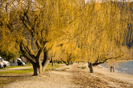 Wanaka - A place where the trees shine as bright as the sun