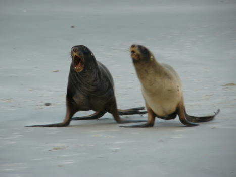 Otago Peninsula - they see me running