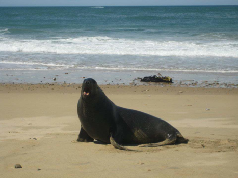 Milford Sound Highway - Oeps iets te dicht bij