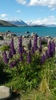 Lake Tekapo - Spring