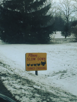 Rondreis Nieuw-Zeeland in zes weken - Het kan altijd gekker