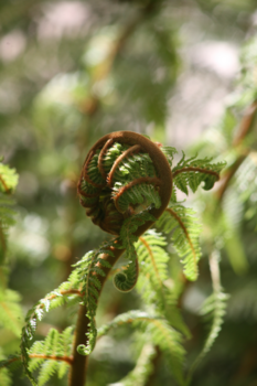 Te Urewera National Park - 6 bomen geplant in Ngaputahi als dank aan de Nieuw Zeelanders!