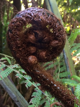 Tongariro National Park - Jonge zilvervaren.