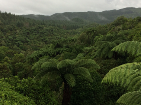 Tongariro National Park - Varens, intens van kleur.
