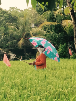 Rondreis Nieuw-Zeeland in zes weken - Vogelverschrikker