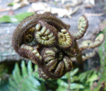Rondreis Nieuw-Zeeland in zes weken - fern, new zealand