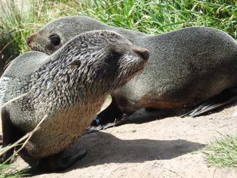 Dunedin - In every walk with nature one recieves more than he seeks