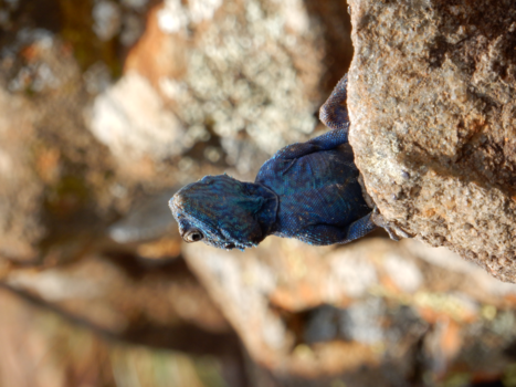 Rondreis Nieuw-Zeeland in zes weken - kleine trotse pracht