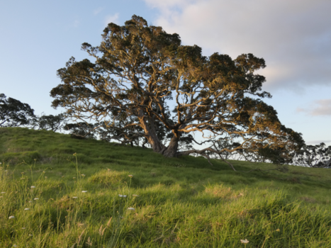 Noordereiland - Boom bij zonsondergang (2017)