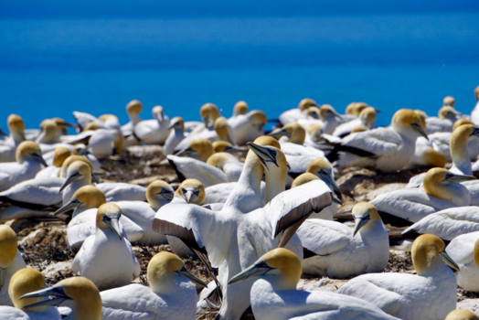 Hawke's Bay - Hawke’s Bay, Jan van Genten