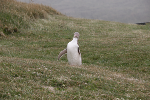 Zuidereiland - Yellow eyed pinguin bij Dunedin