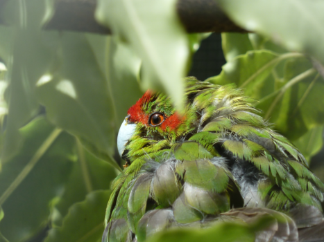Zuidereiland - Het heeft lang geduurd.