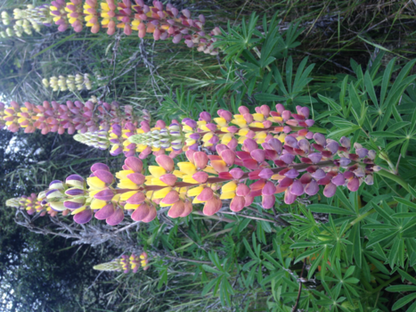 Zuidereiland - prachtig , zo langs de weg!