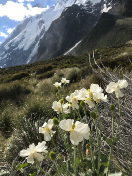 Mount Cook National Park - Mount cook
