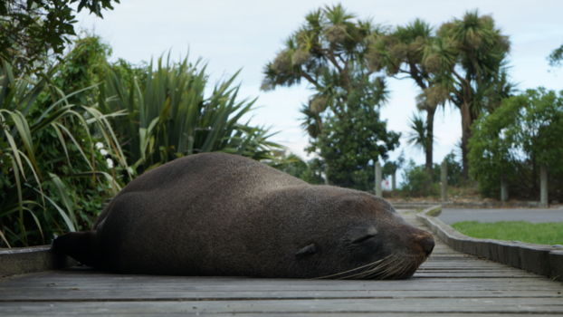 Kaikoura - Op mijn pad.