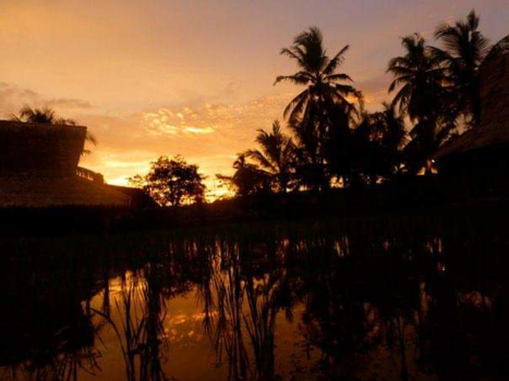 Rondreis Nieuw-Zeeland in zes weken - Java rijstvelden
