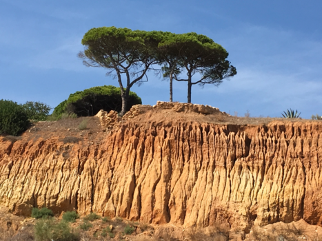 Wizard of New Zealand - Natuur