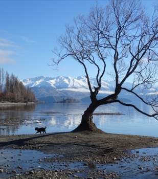 Wanaka - Wanaka Tree