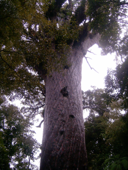 The Official Centre of New Zealand - Kaurieboom in Northland
