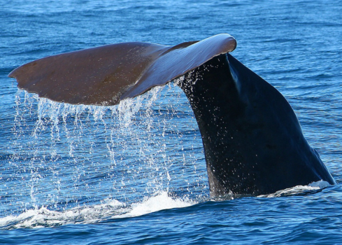 The Official Centre of New Zealand - Spermwale by Kaikoura