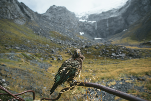 Fiordland National Park - Homer tunnel