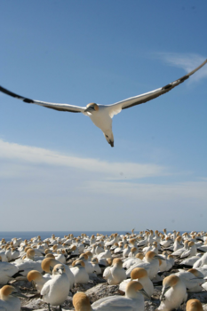 Cape Kidnappers - Jan van genten op Cape Kidnappers, Nieuw Zeeland