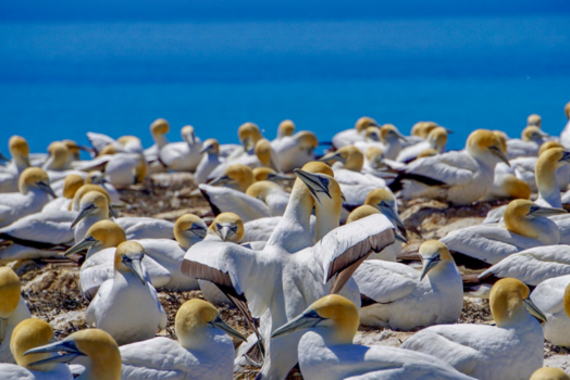 Cape Kidnappers - Jan van Genten kolonie