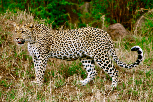 Rondreis Nieuw-Zeeland in zes weken - Jaguar in Tanzania