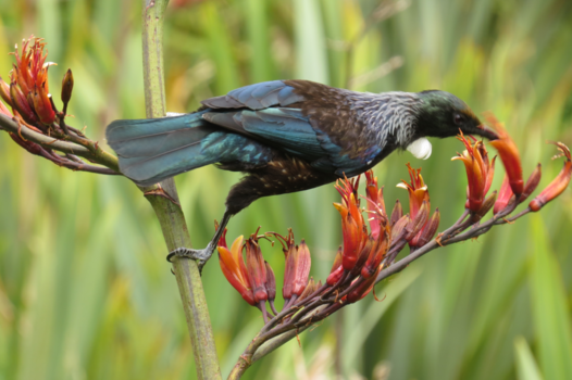 Noordereiland - de Toei (Maori: TUI) eet nectar
