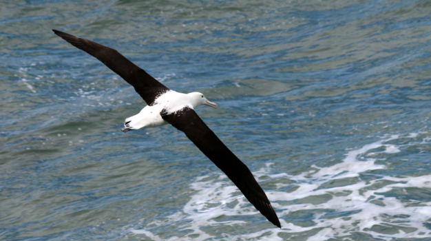 Mount Taranaki - Koningsalbatros, Taiaroa Head (Nieuw-Zeeland)