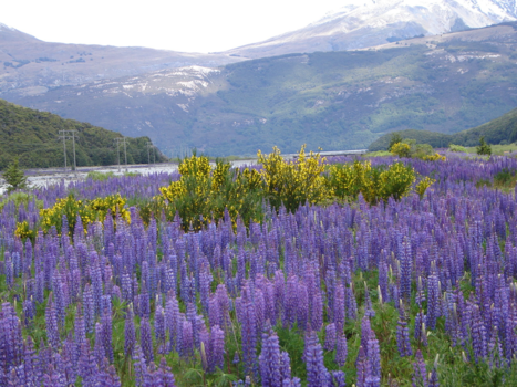 Zuidereiland - kleurenpracht