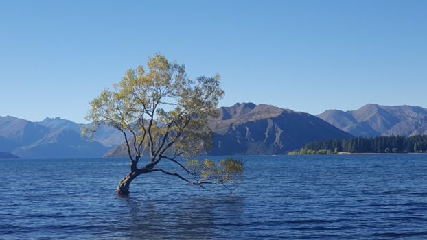 Wanaka - That Wanaka Tree