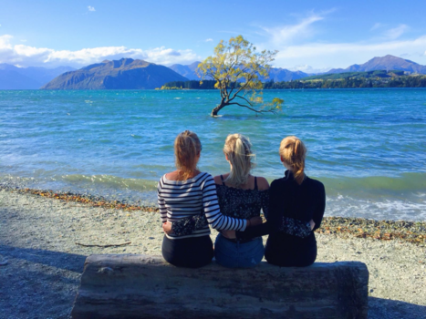 Rondreis Nieuw-Zeeland in zes weken - Wanaka Tree