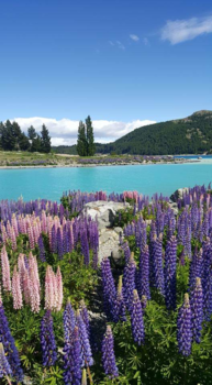 Noordereiland - Lake Tekapo