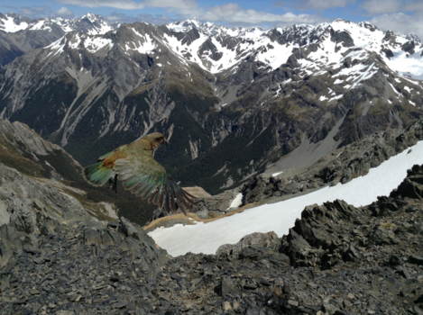 Arthur's Pass National Park - Kea on Avelanche Peak