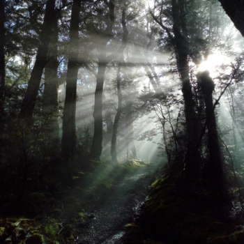 Routeburn Track - Magic forest
