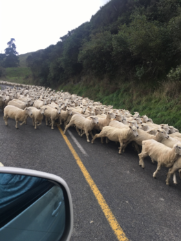 Noordereiland - Als er een schaap over de dam is, volgen er meer..