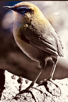 The Official Centre of New Zealand - Early bird