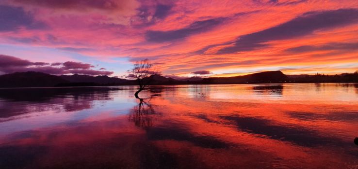 Wanaka - #ThatWanakaTree