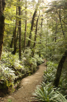 Kepler Track - Fairy woods