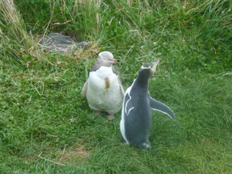 Zuidereiland - bijzondere ontmoetingen